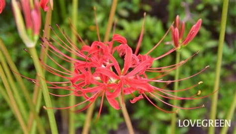 彼岸花開花|彼岸花（ヒガンバナ）とは ＜花言葉・由来・開花時期などを紹。